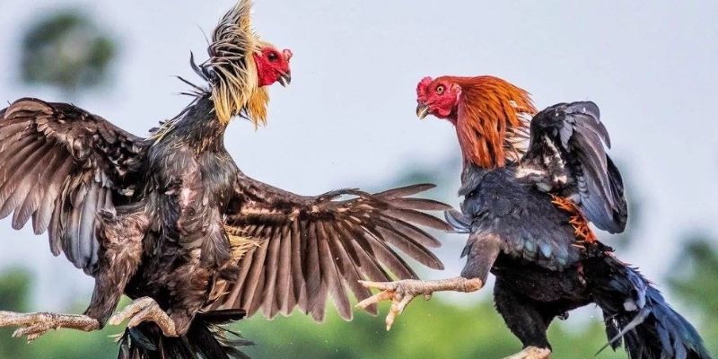 Kinh nghiệm đặt cược hiệu quả trong đá gà Thomo, đá gà trực tiếp, đá gà cựa đạo